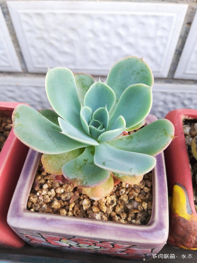 这才是多肉夏天该有的样子,多肉短期内颜值最高的时刻