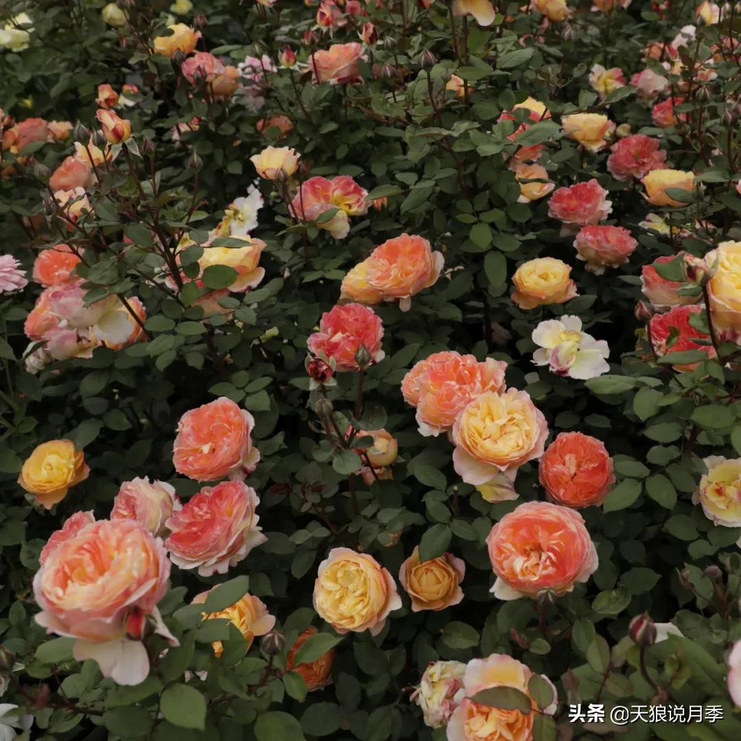 人家最美四月天，天狼自育终于打折了！15个品种供你宠信。