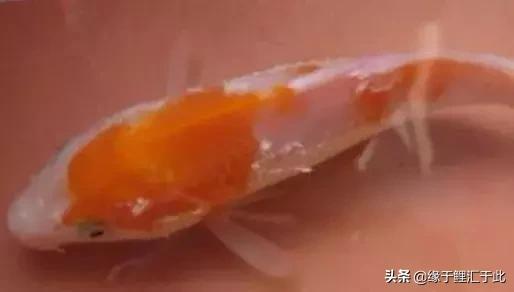 锦鲤皮肤病有哪些,锦鲤皮肤病治疗方法