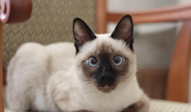 养猫首选这几种猫既便宜又好养,养猫新手适合养什么猫500元左右