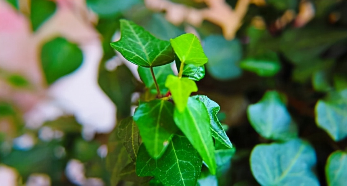 如何选择家中花卉植物盆栽,家庭常见的盆栽花卉的养护与管理