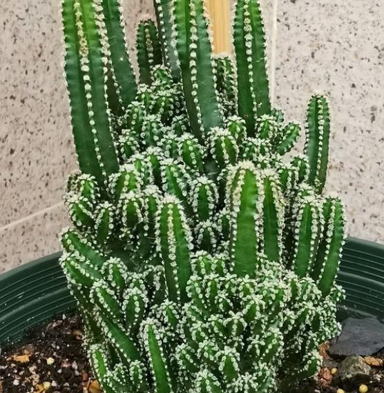 多肉万重山变软补救方法,多肉万重山烂根怎么扦插