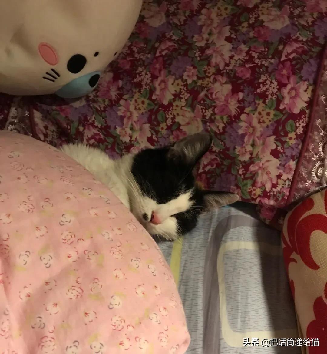 求助！我的猫以为自己是我妈怎么办？