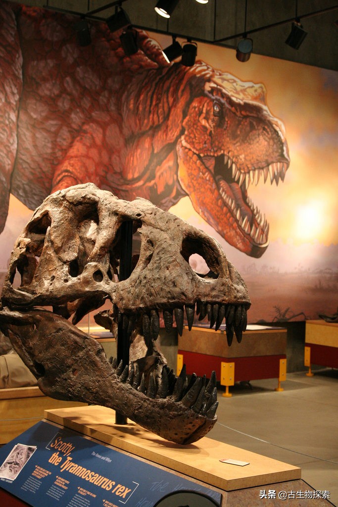 霸王龙最新研究报告,2024年霸王龙最新消息