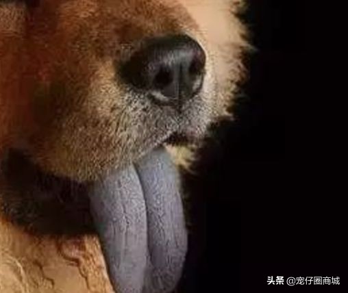 汪星人的秘密,舌头的3个小秘密