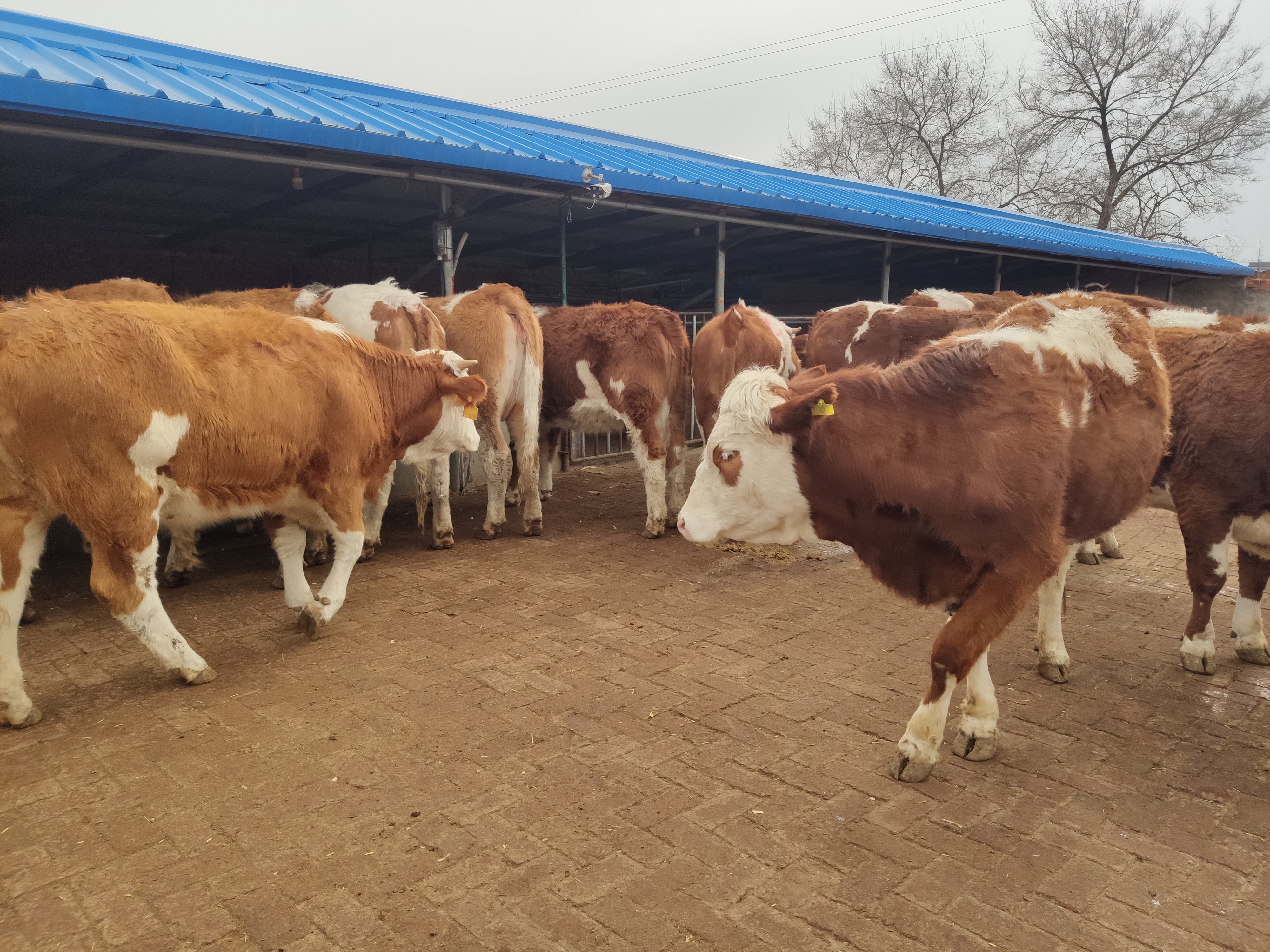 养牛是长久的投资，短期不会见到效益的，做好养牛的所有准备工作