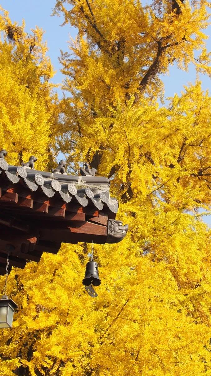 名家作品||我城市里的三棵银杏树