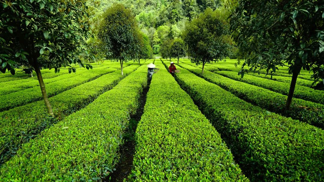 毛峰茶鹤峰茶,鹤峰茶明前茶