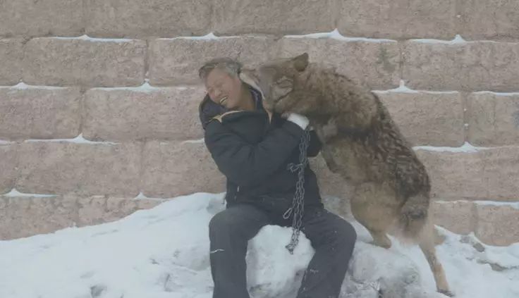 养狼disco：我在*疆新**，把狼养成了哈士奇