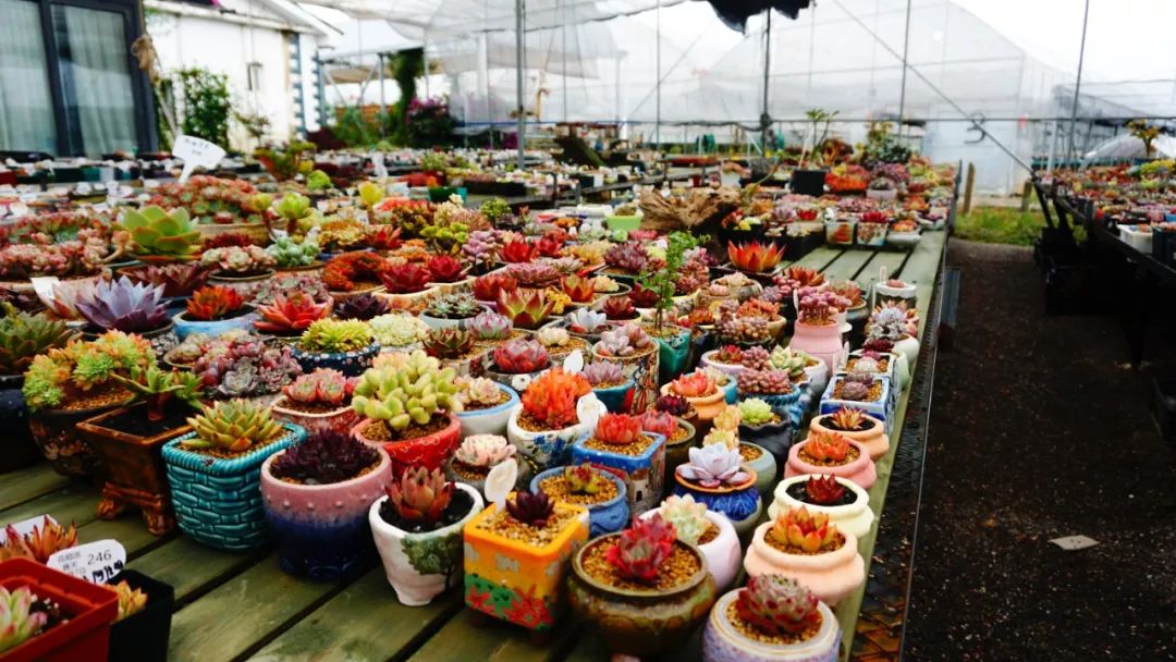 直播卖多肉上百元,小伙卖多肉年入百万