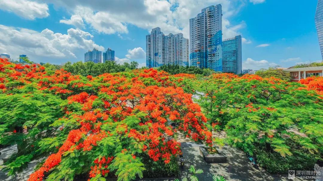 华侨城一期西区,华侨城发展历程