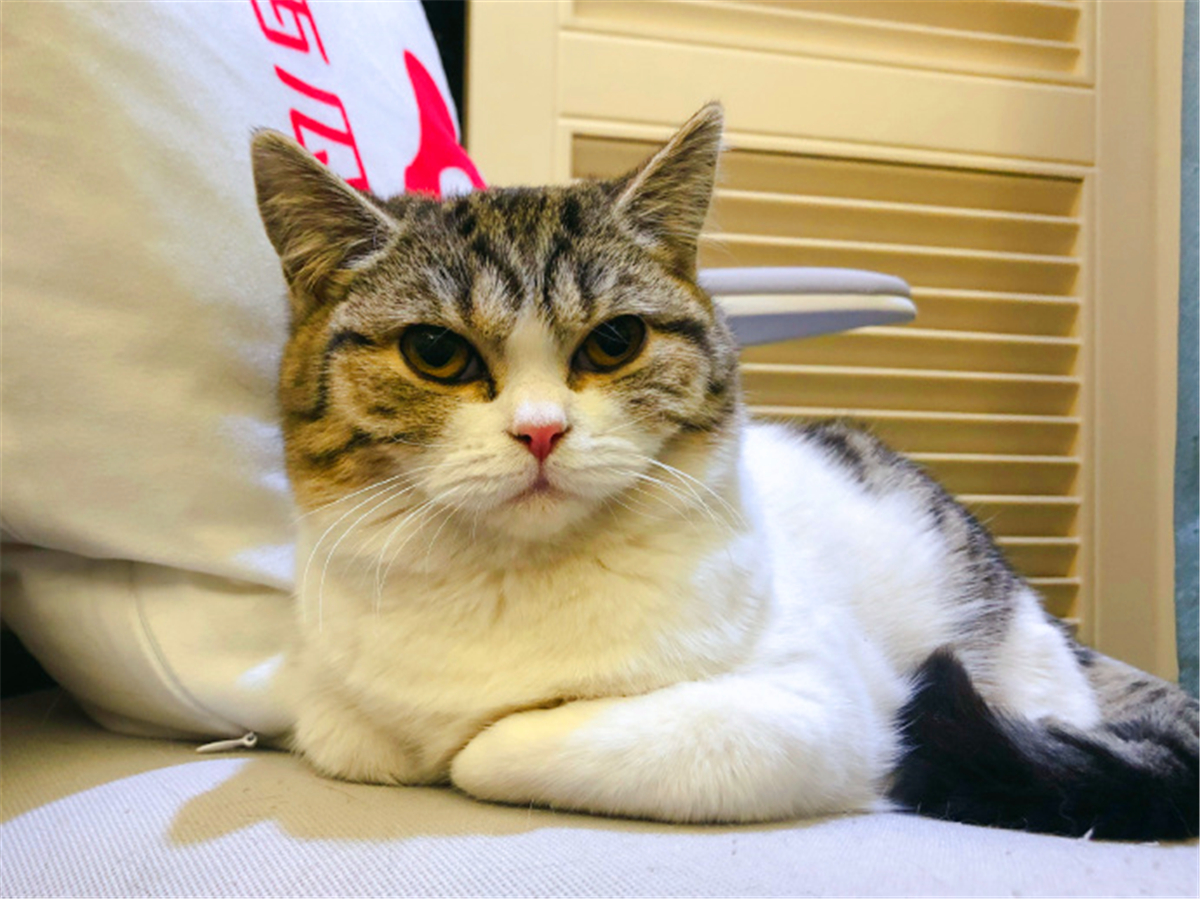 田园猫常见的8个品种,田园猫最厉害的是什么猫