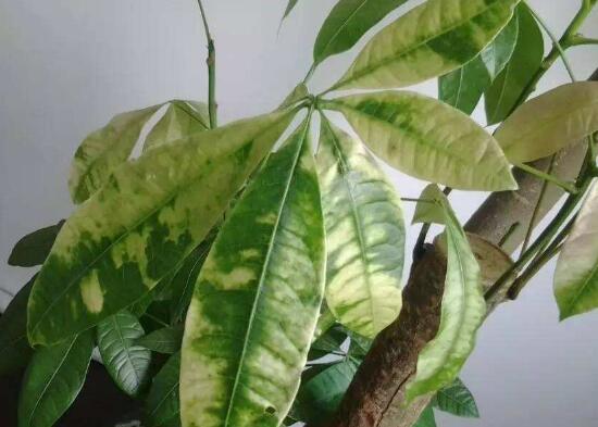 发财树叶子出现黄斑是怎么回事,发财树长黄斑叶子变黄是什么原因