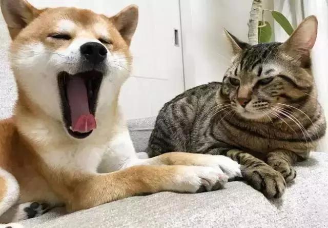 猫咪为什么喜欢咬主人的手和脚,猫咪为什么喜欢早上睡醒轻咬主人