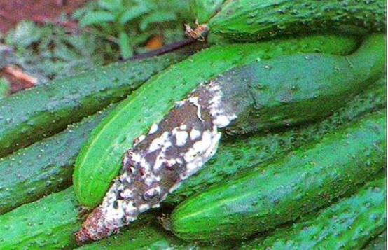 农管家黄瓜菌核病用什么杀菌剂好,黄瓜细菌性果腐病特效药