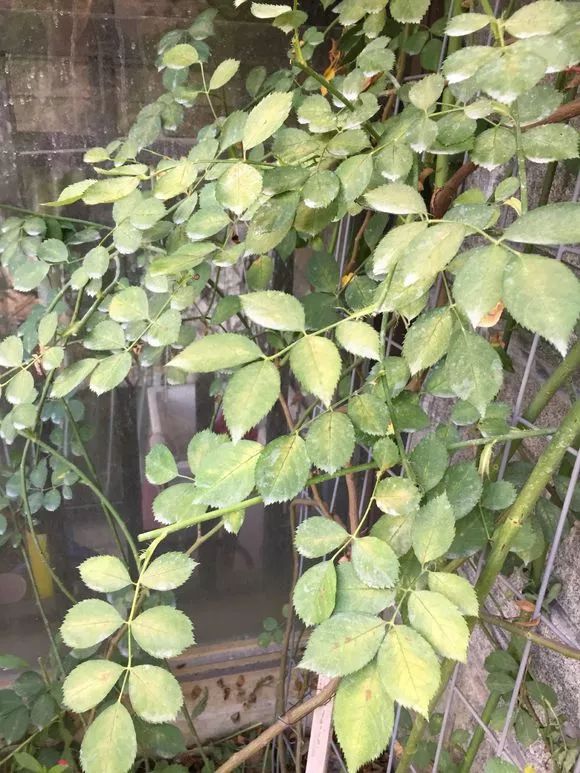 养花土如何杀菌除虫,月季生虫自制杀虫水