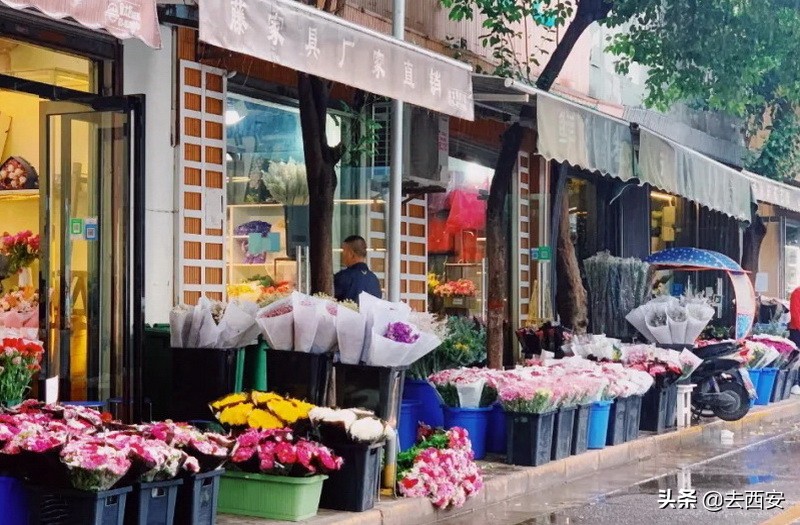 去哪里买多肉植物便宜又好,西安多肉植物哪里买