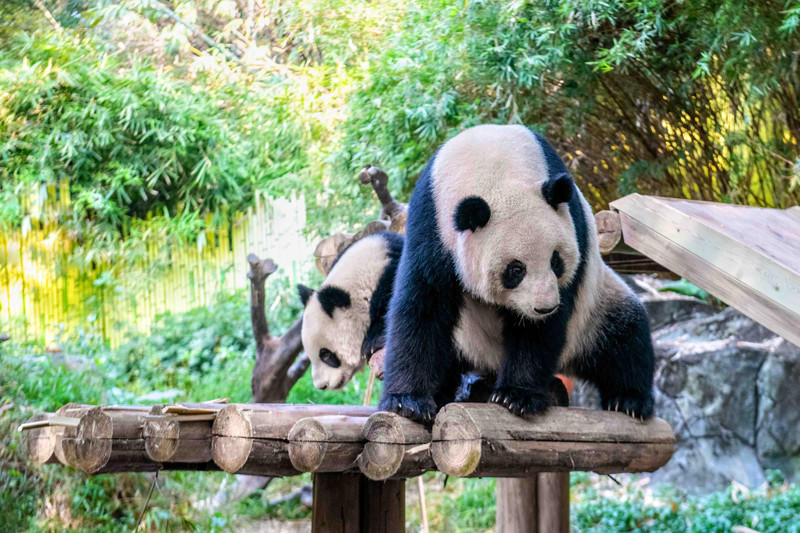 玩转广州长隆野生动物世界之行,广州长隆动物世界游玩攻略图