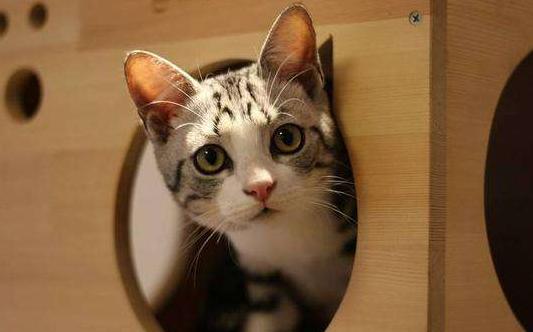 猫咪在床上拉尿怎么教训,猫咪想尿尿时会有哪几种反应