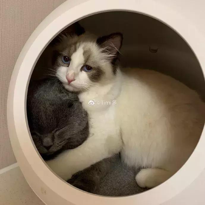 小佩猫窝布偶,小佩猫窝事件