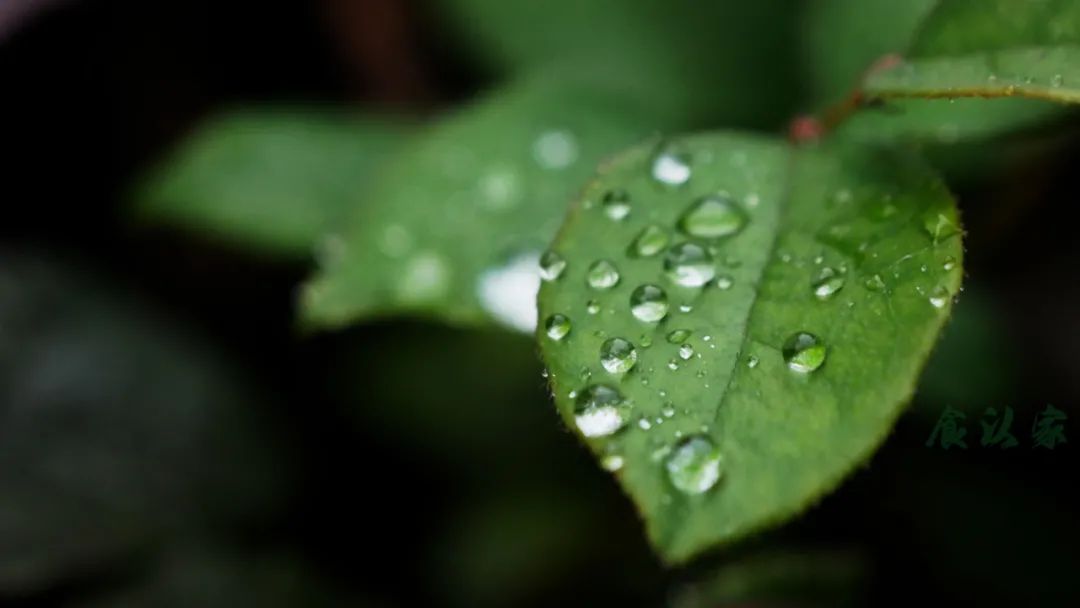 正确的刮痧的方法视频,刮痧怎样才能快点散淤