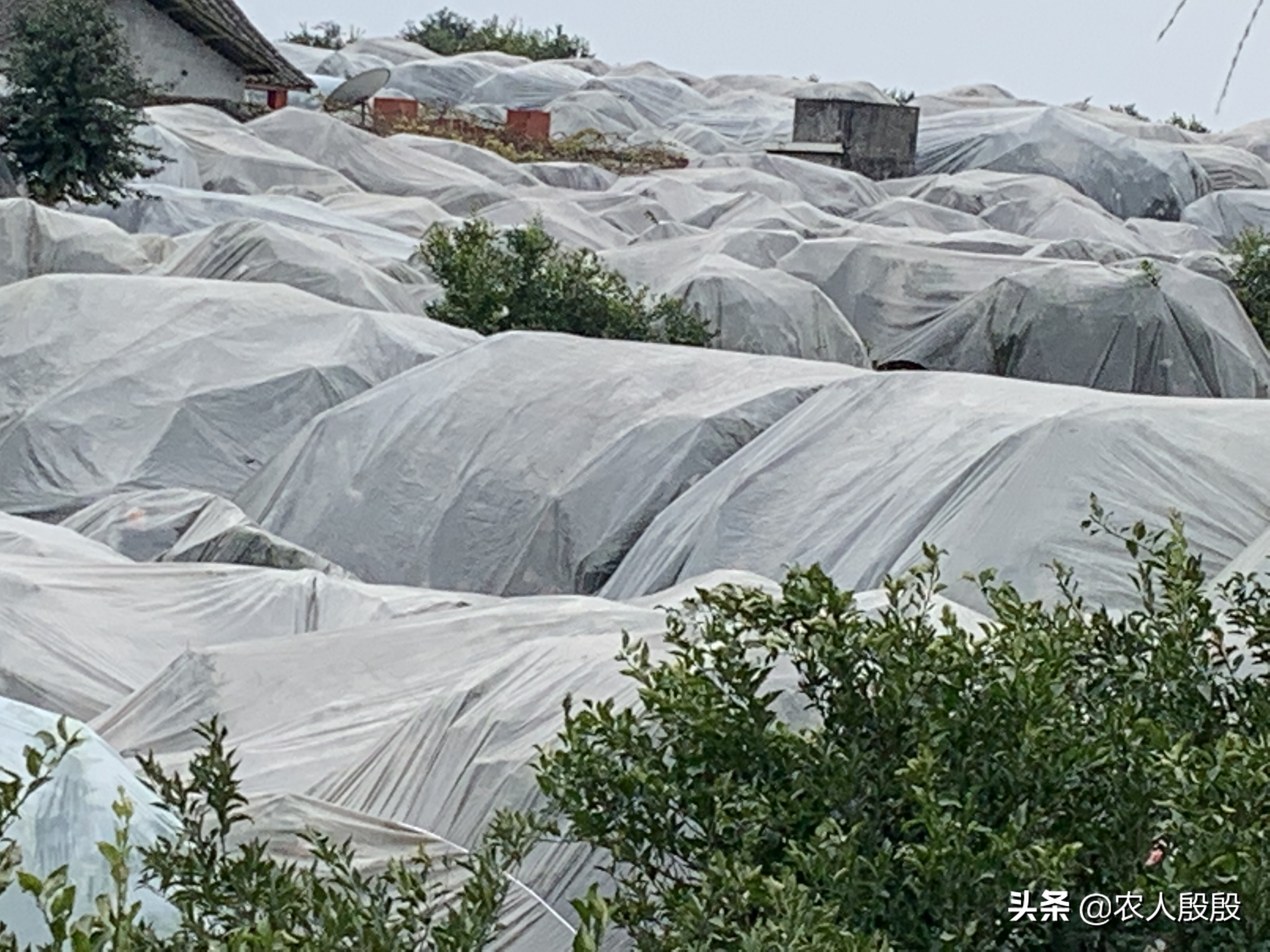 柑橘结完果怎么更新树枝,柑橘树如何留果