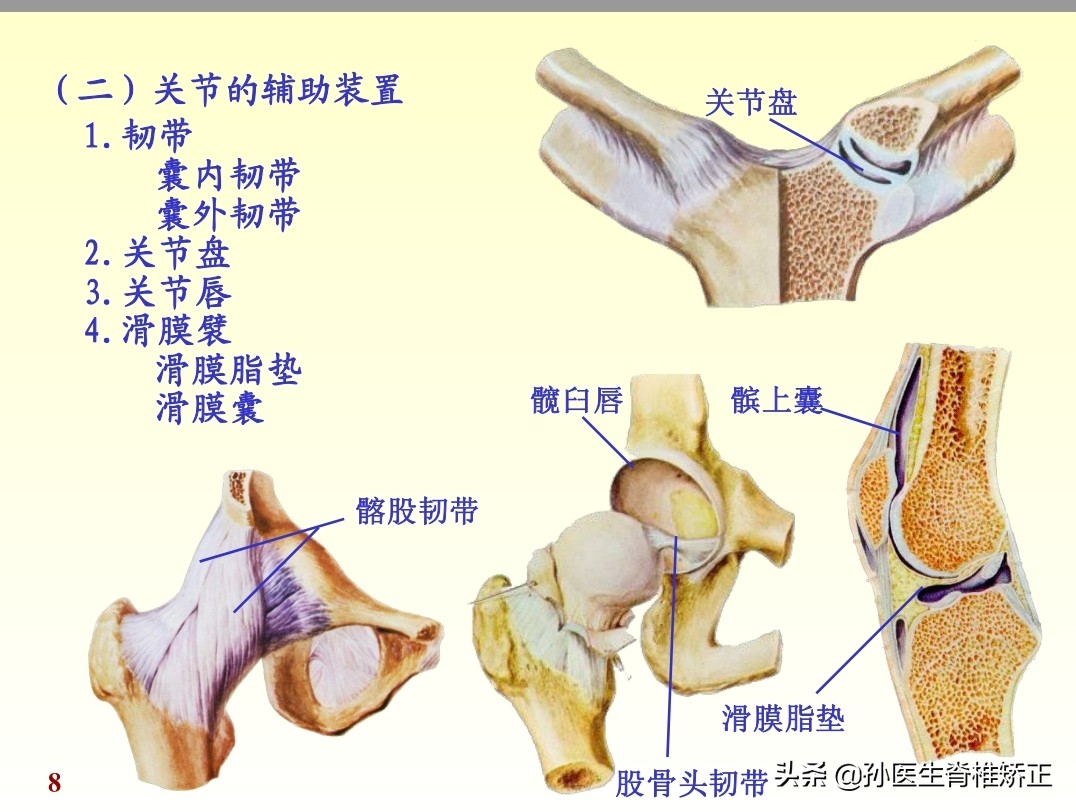 人体解剖学课件ppt,人体解剖学关节学