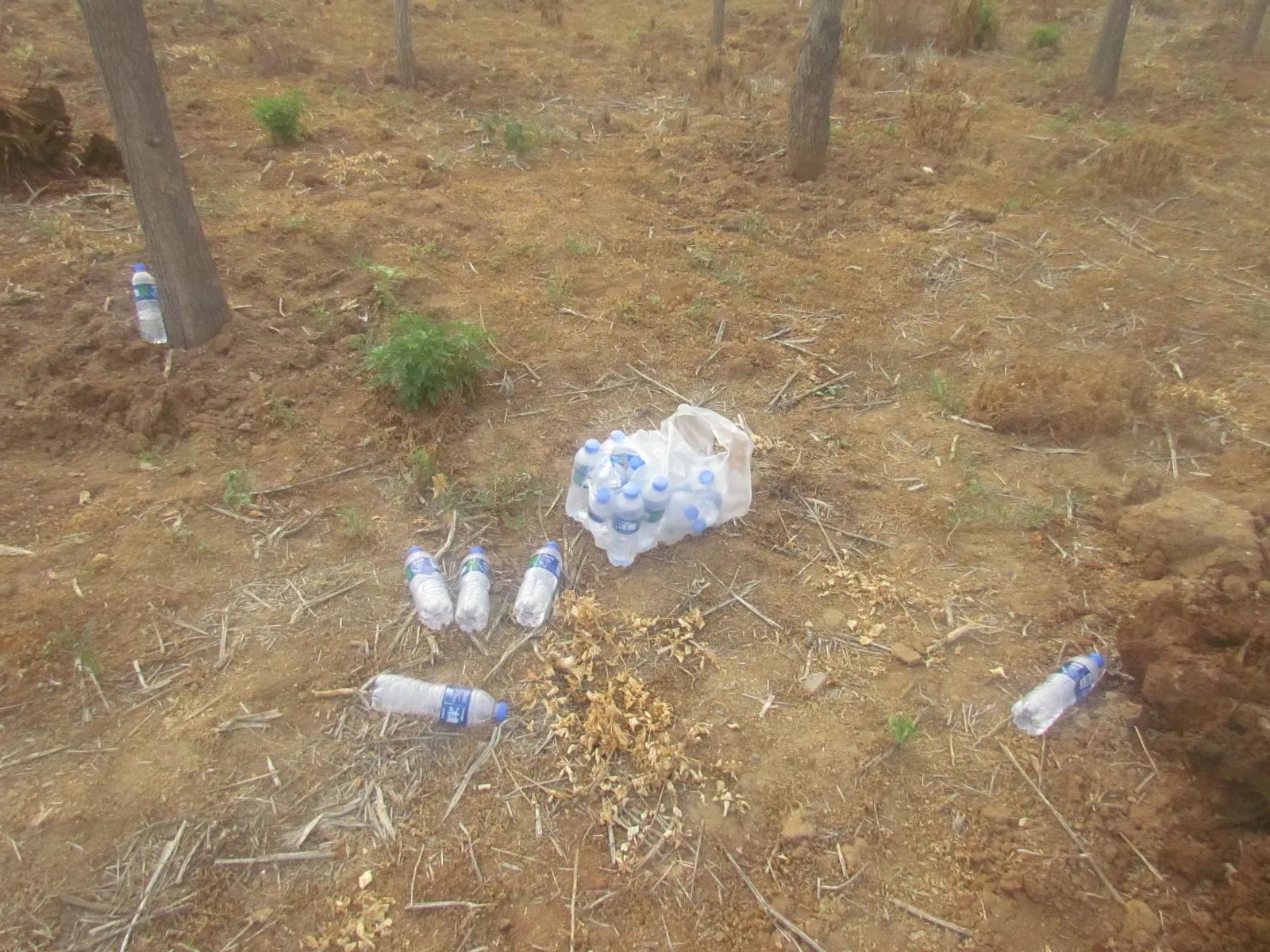 巧抓偷树贼的故事(1)