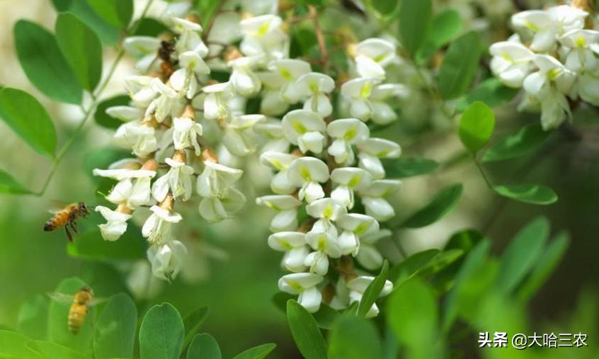 槐花怎么种植才好,槐花种植方法与技术