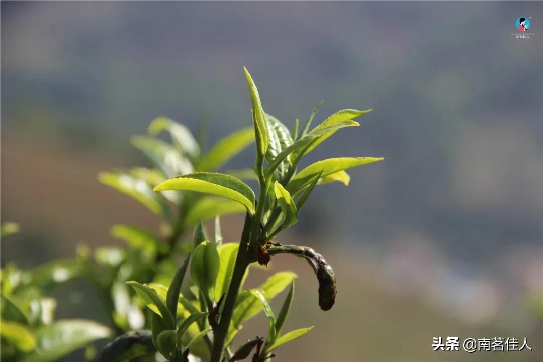 被神话了的冰岛茶,冰岛茶的真实实力