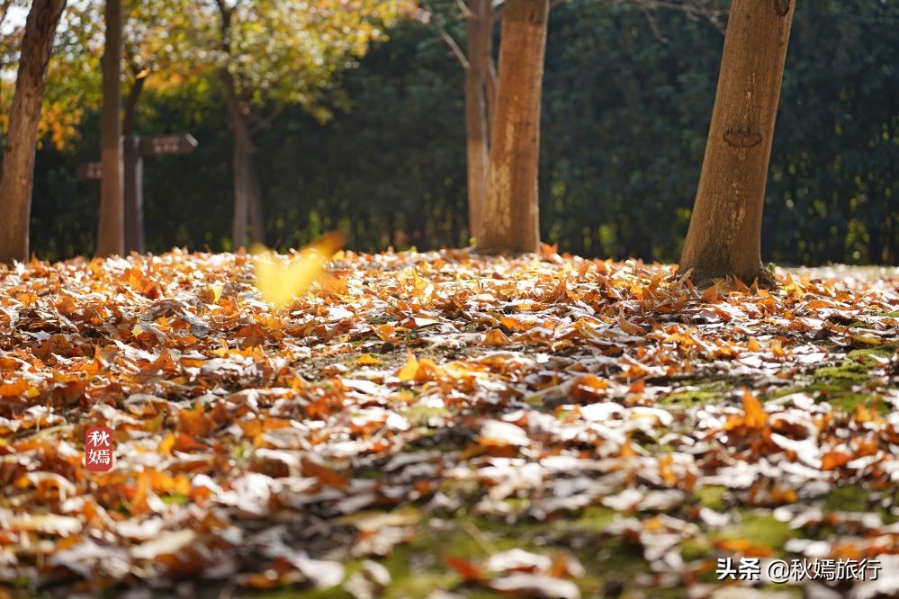 常熟网红美食盛宴,常熟网红枫林菜谱