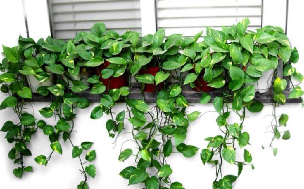 室内净化空气好养活的花草,室内净化空气的最佳植物花卉