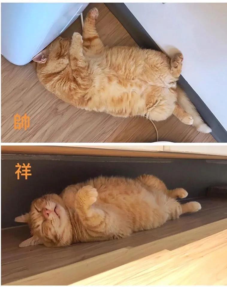 猫真的会把你当妈妈,猫把你当成妈妈是啥样子的