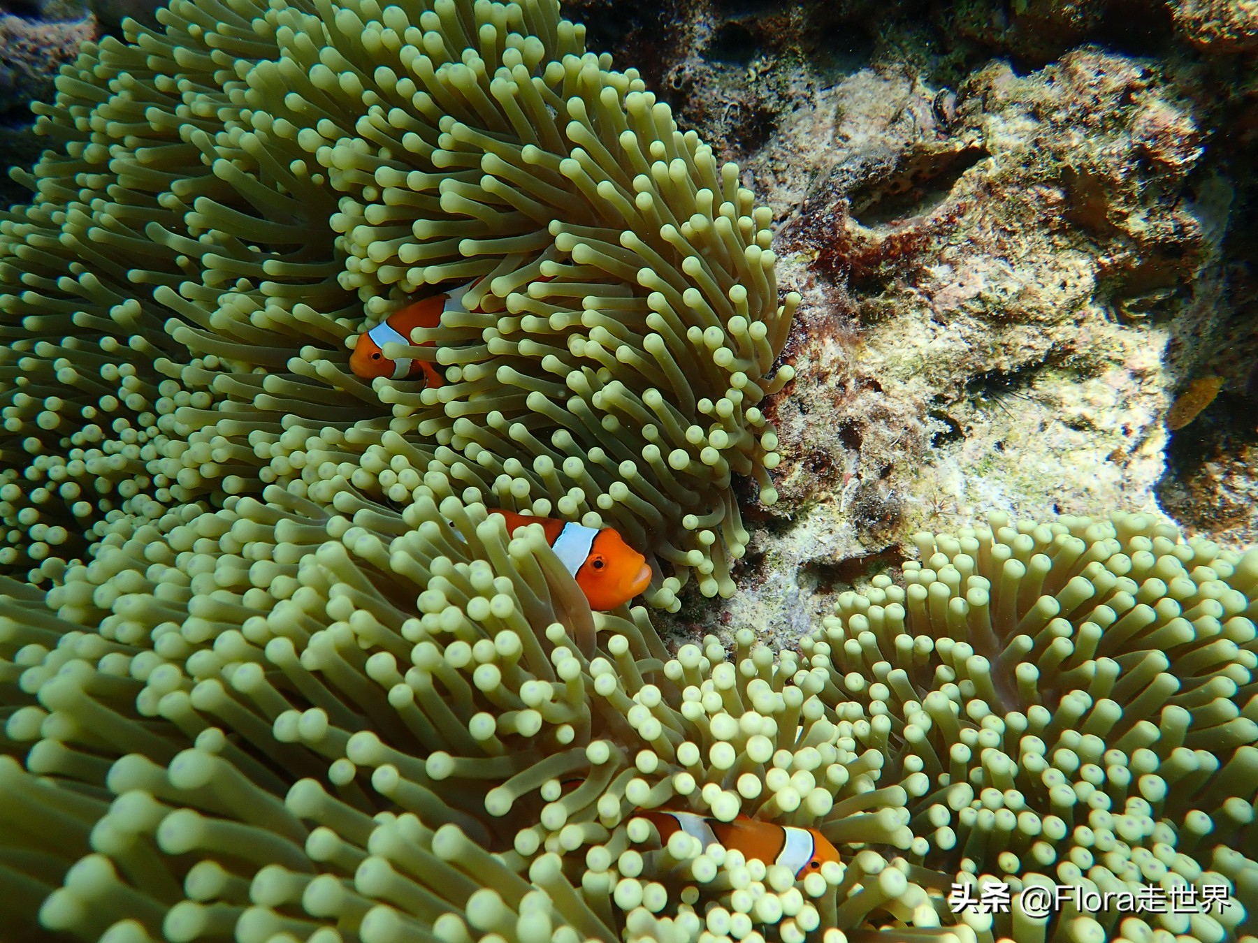 十大潜水胜地斯米兰,世界十大潜水圣地斯米兰