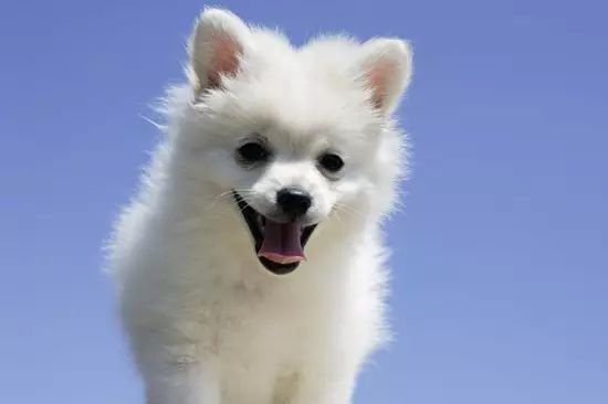 狗狗冬天的毛最少可以留多长,狗狗冬天掉水里了怎么办