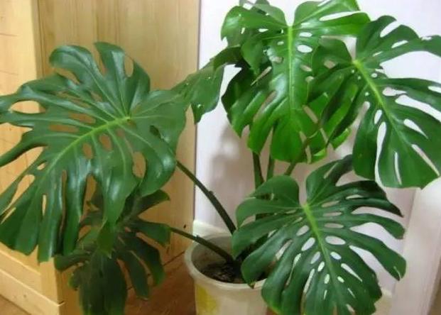 龟背竹怎样养护才能生根发芽,龟背竹发芽怎么养