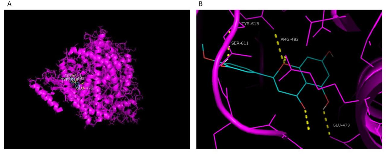 sars冠状病毒可治什么肺炎,sars冠状病毒感染及防治特点