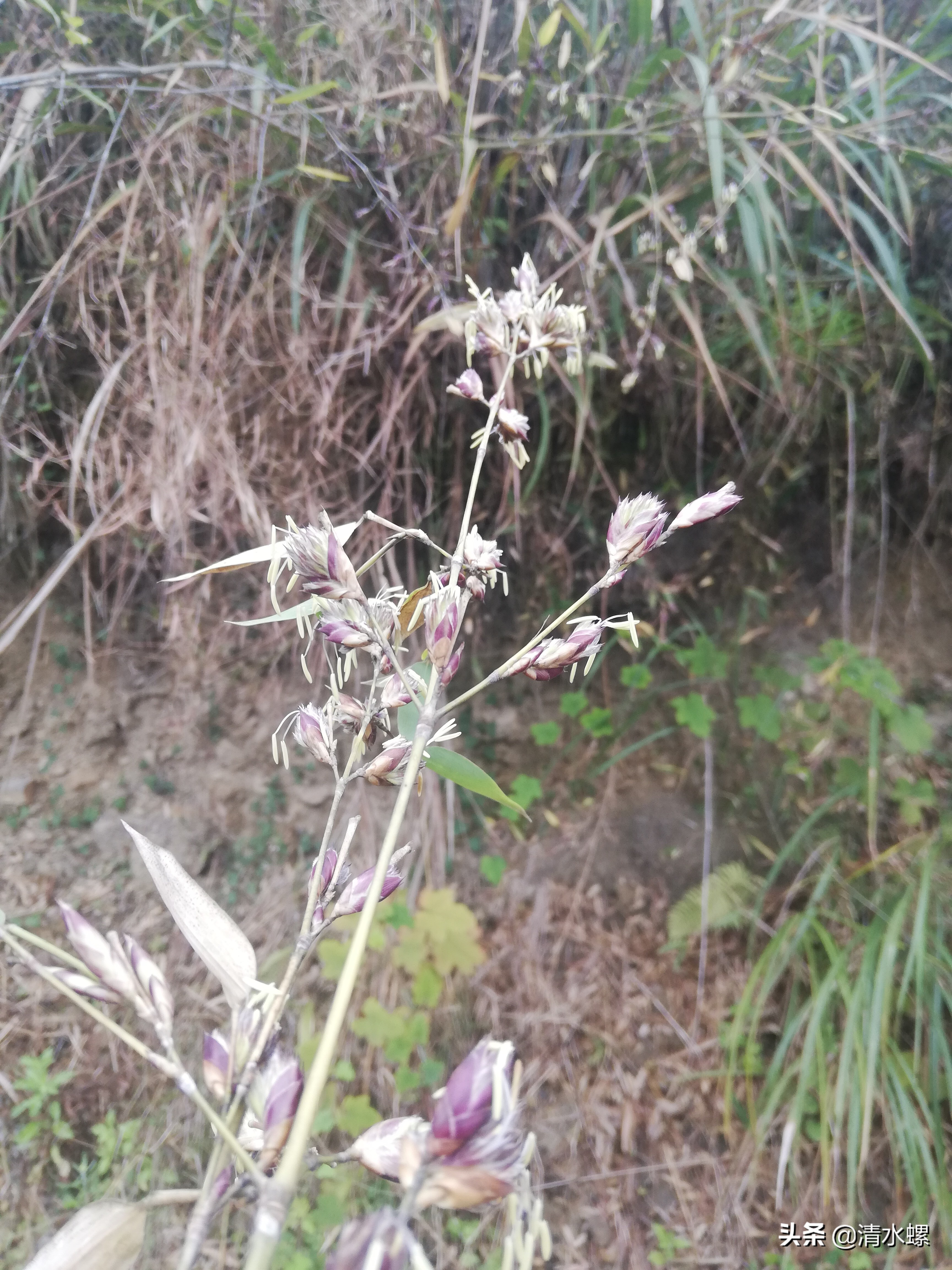 竹子开花意味着什么征兆,竹子开花预示着什么好兆头
