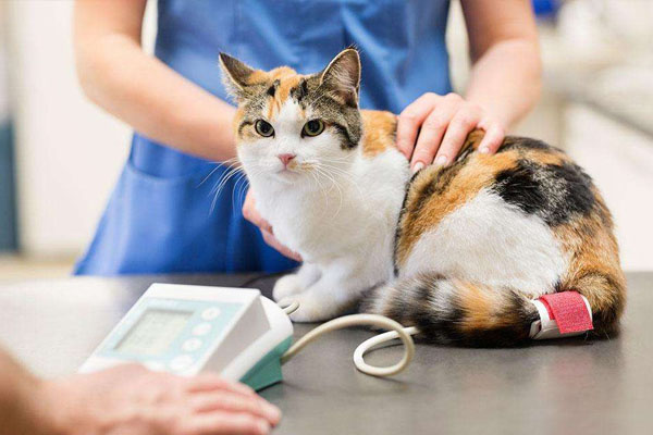 对猫过敏就不能养猫了吗,养猫对猫过敏怎么解决