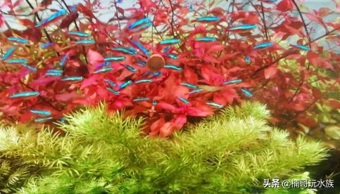 热带观赏鱼怎么养,最好养热带观赏鱼种类大全