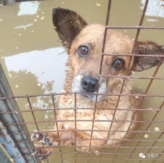 郑州遭遇特大暴雨主人带狗狗撤离,河南遭遇特大暴雨的小狗