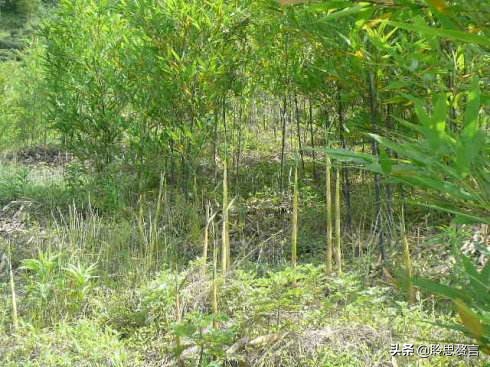 竹笋诗词精选三十一首,山中竹笋诗词