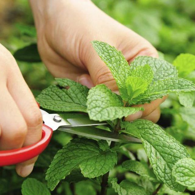 盆栽薄荷叶子蔫了是怎么回事,薄荷盆栽掉叶怎么办