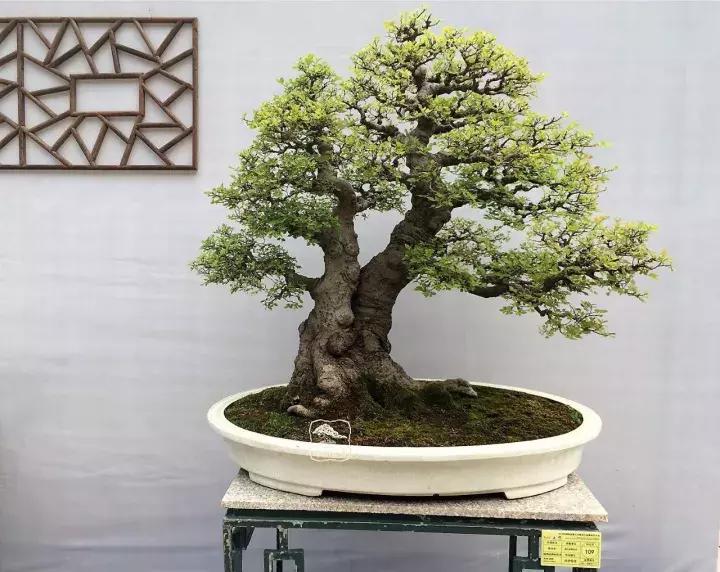 造型极美的盆景一起来欣赏,一组风吹出来的盆景欣赏动感十足