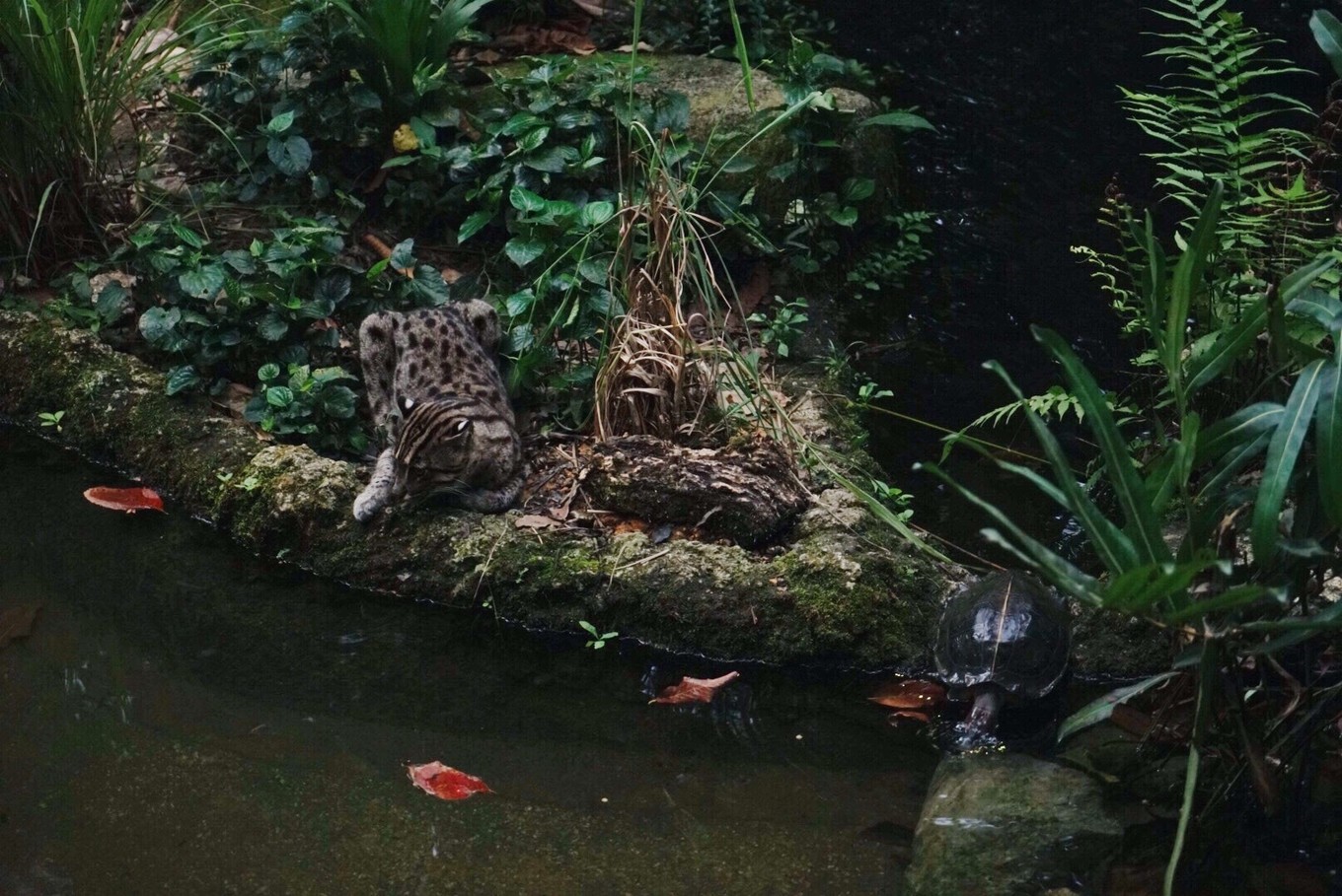 中国蝙蝠动物园,中国有蝙蝠的动物园