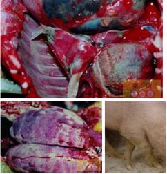 巴氏杆菌病引起的三种传染病,人感染巴氏杆菌病