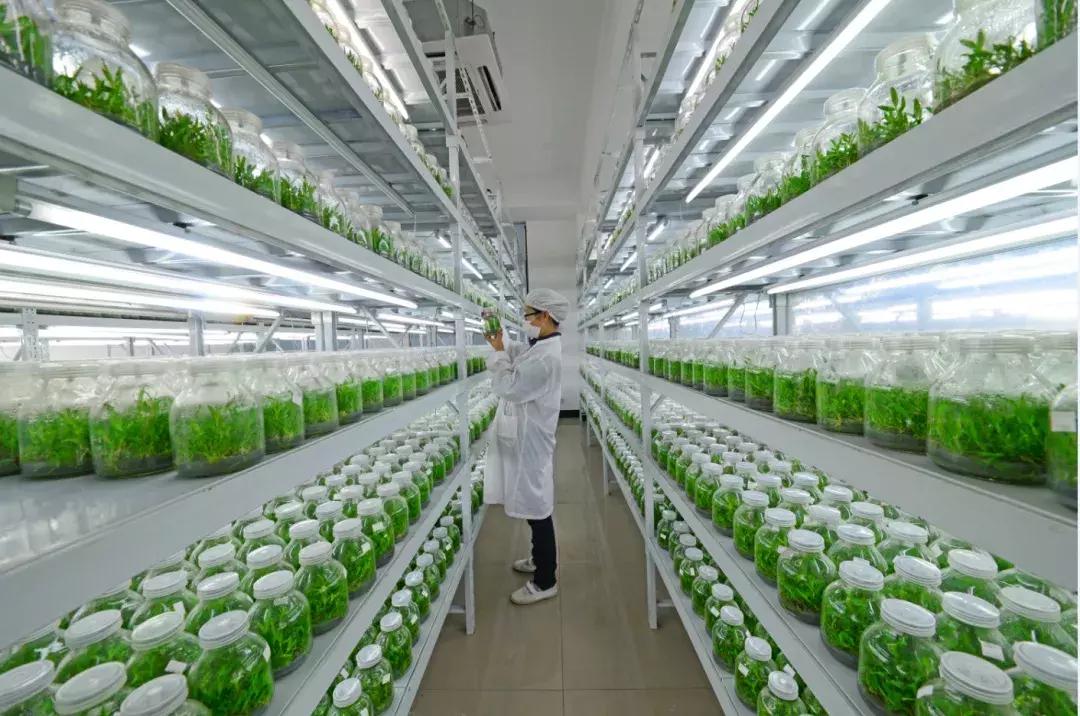 沧桑老街在哪里,沧桑古镇