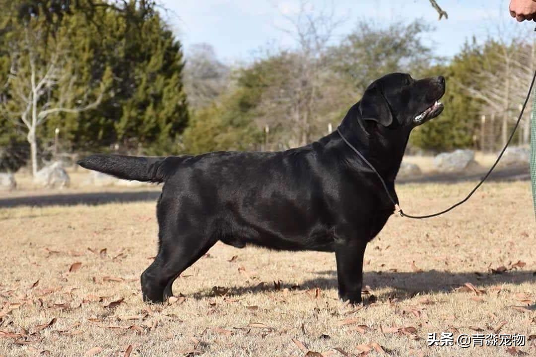 有什么办法能让拉布拉多饿,拉布拉多怕冷吗多少度合适