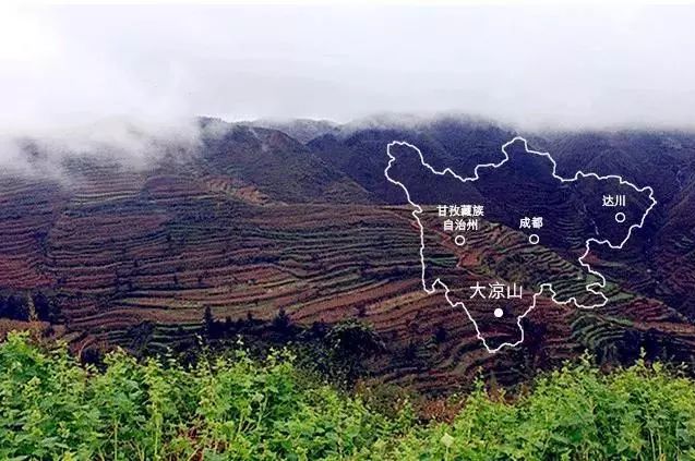 大凉山特产苦荞香茶,大凉山高山黑苦荞茶