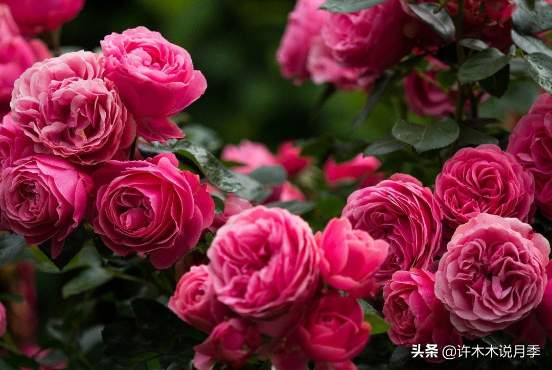 最漂亮10种藤本月季品种,50个经典藤本月季品种推荐